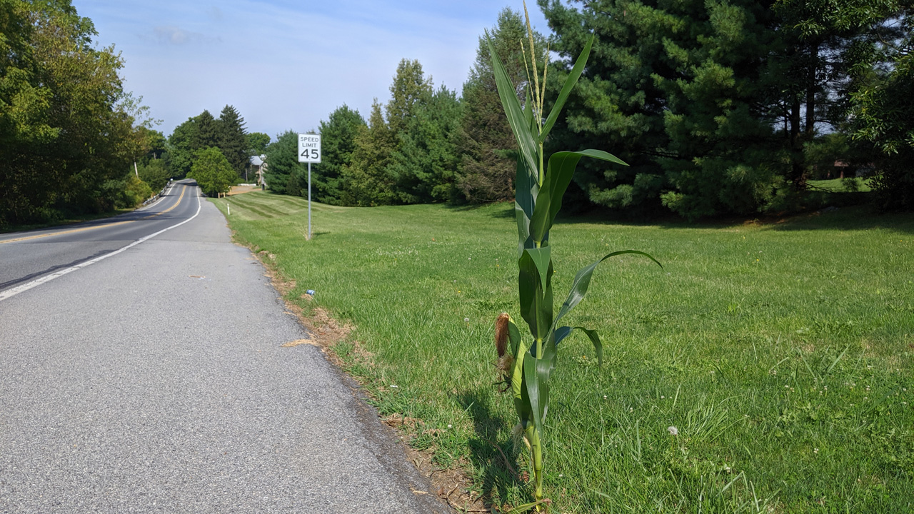 road corn