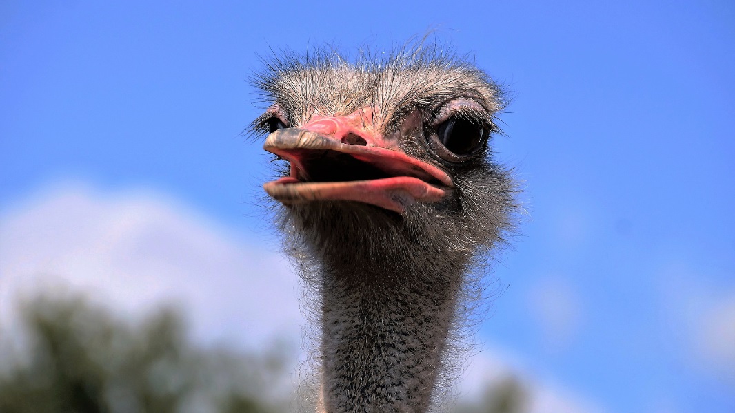 ostrich