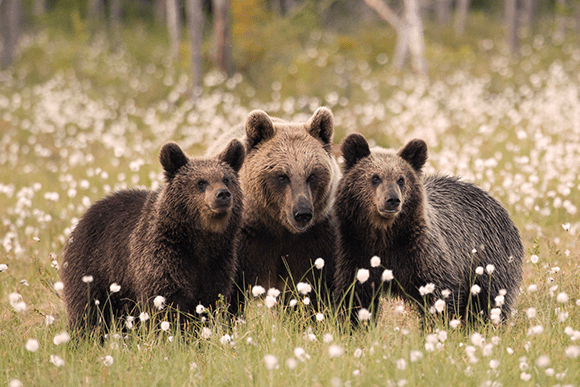 Photography Tips: Brown bear family by Aidan Finn