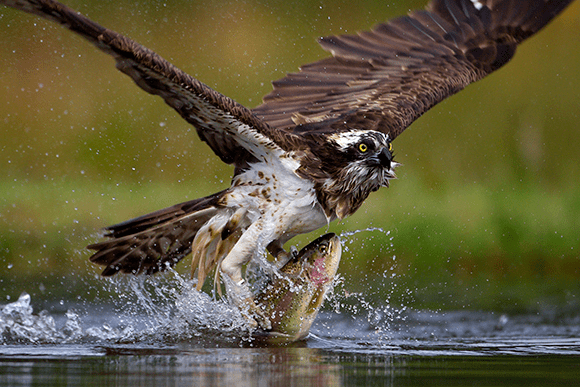 Photography Tips: Osprey fish by Aidan Finn